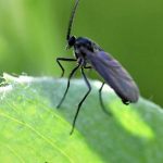 Fungus Gnats in Pots: How to Effectively Prevent Their Spread?