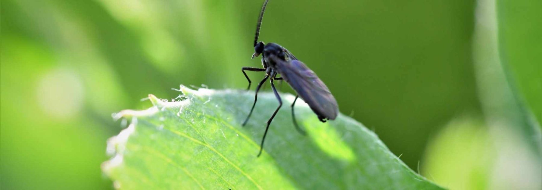 Fungus Gnats in Pots: How to Effectively Prevent Their Spread?