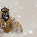 How to combat the Mediterranean fruit fly?