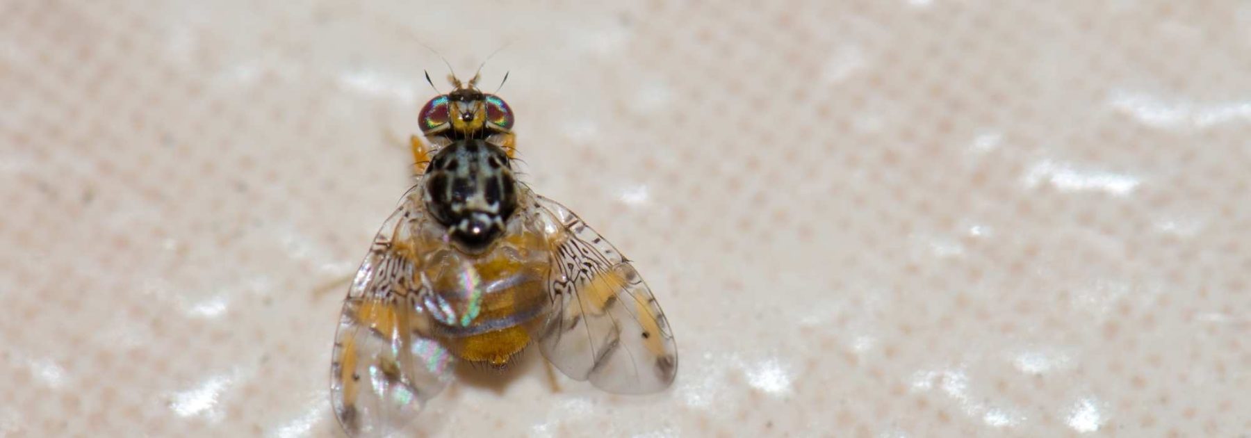 How to combat the Mediterranean fruit fly?