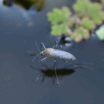 How to naturally control mosquitoes in a pond?