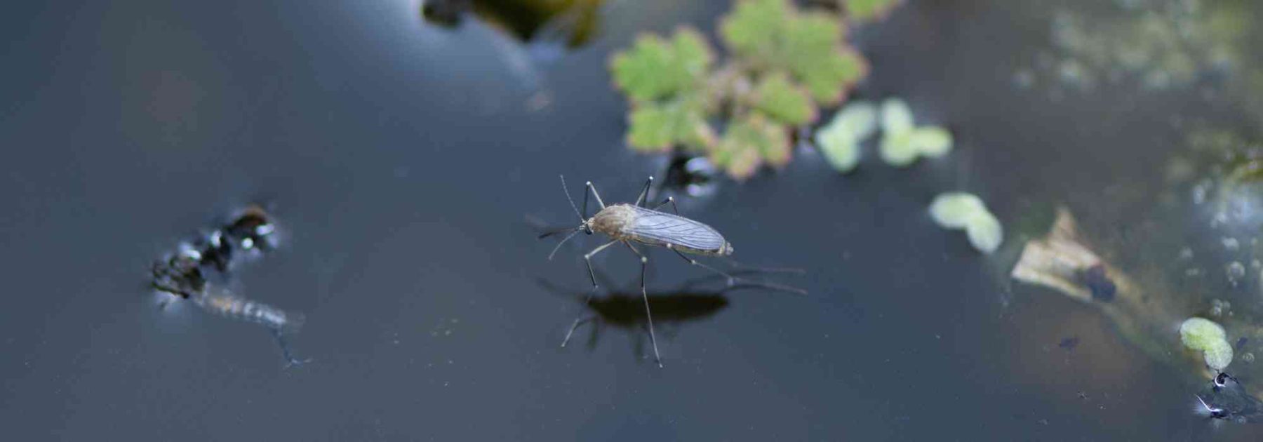 How to naturally control mosquitoes in a pond?