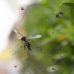 Mosquito Infestation: Watch Out for These Common Watering Mistakes!