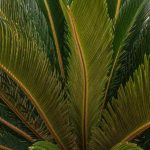 Cycas: How to Separate and Replant New Shoots?