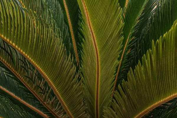 Cycas: How to Separate and Replant New Shoots?