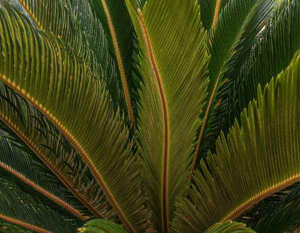 Cycas: how to separate and replant the new shoots?