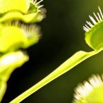 What do carnivorous plants really eat?