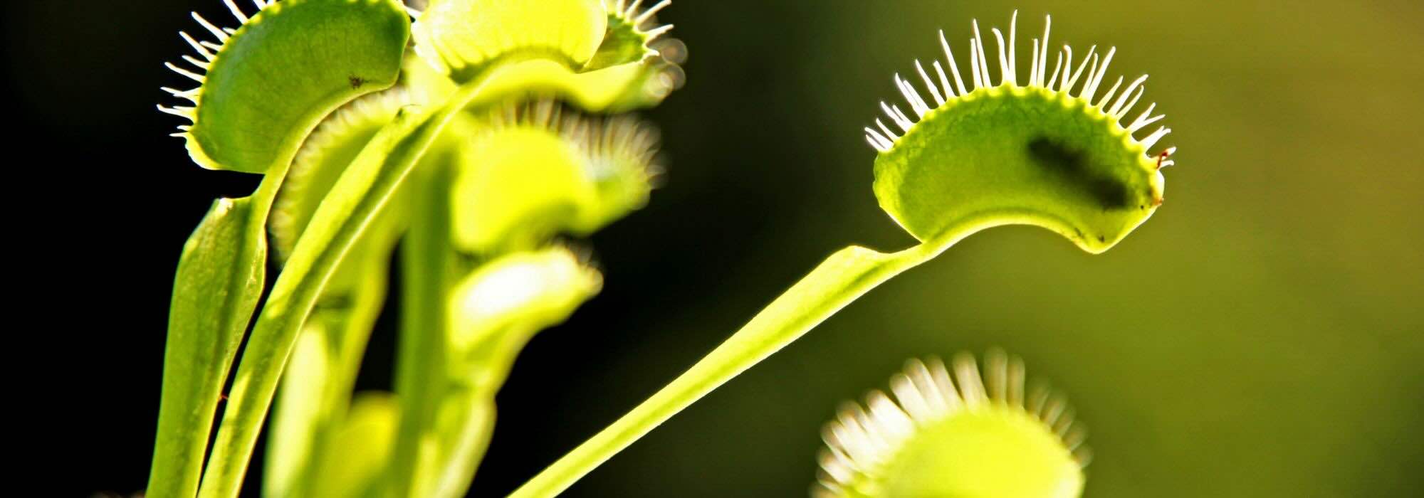 What do carnivorous plants really eat?