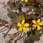 Is Oxalis taking over your flowerbeds or pots? Our solutions to get rid of it.