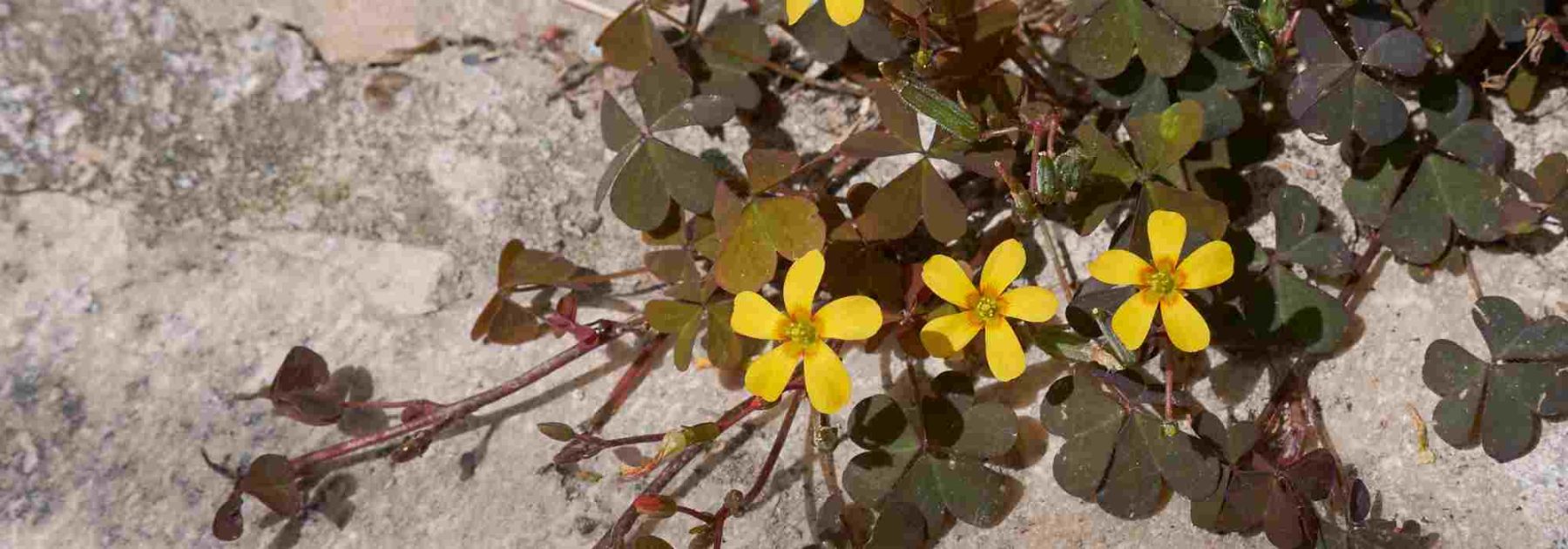 Is Oxalis taking over your flowerbeds or pots? Our solutions to get rid of it.