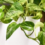 Indestructible Houseplants: 7 Foolproof Choices for a Lush Interior Without the Hassle