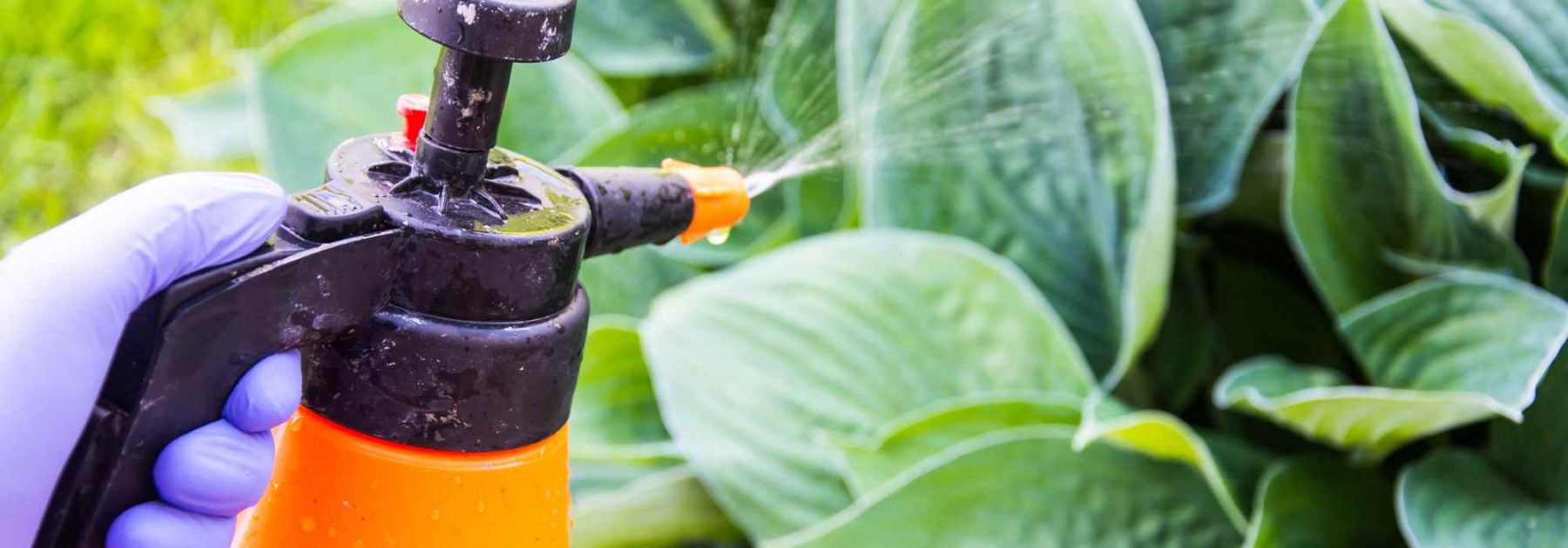 Gardening for beginners: treating and preventing garden plant diseases