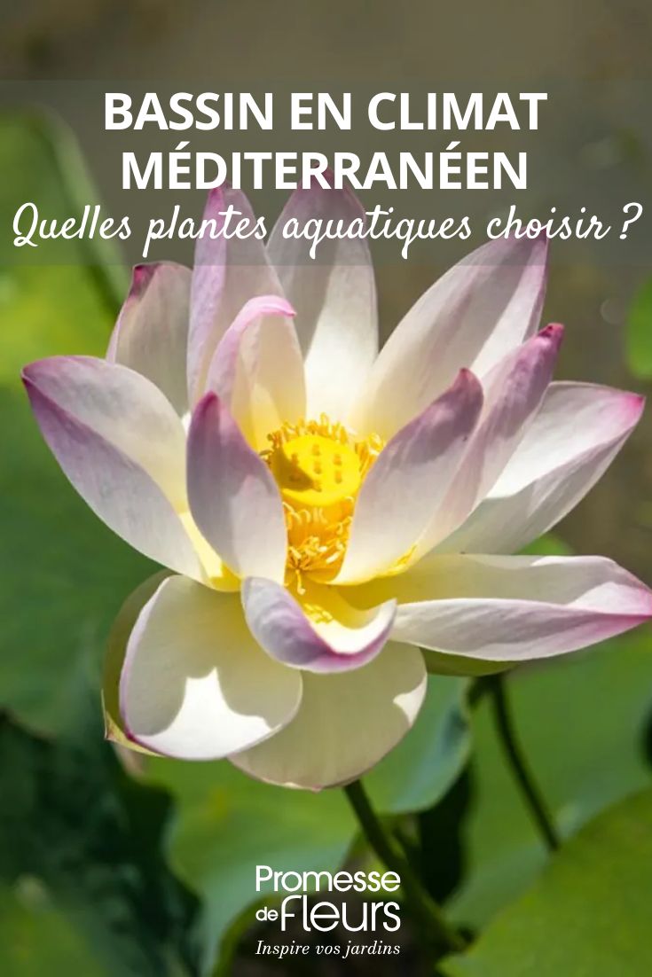 photo of a Nelumbo nucifera flower - Sacred Lotus