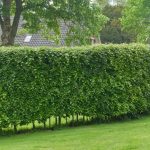 Hornbeam - hornbeam hedge: when and how to prune?