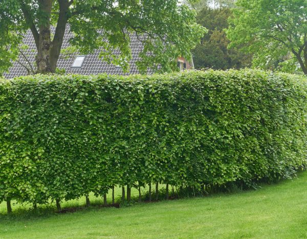 Hornbeam - hornbeam hedge: when and how to prune?