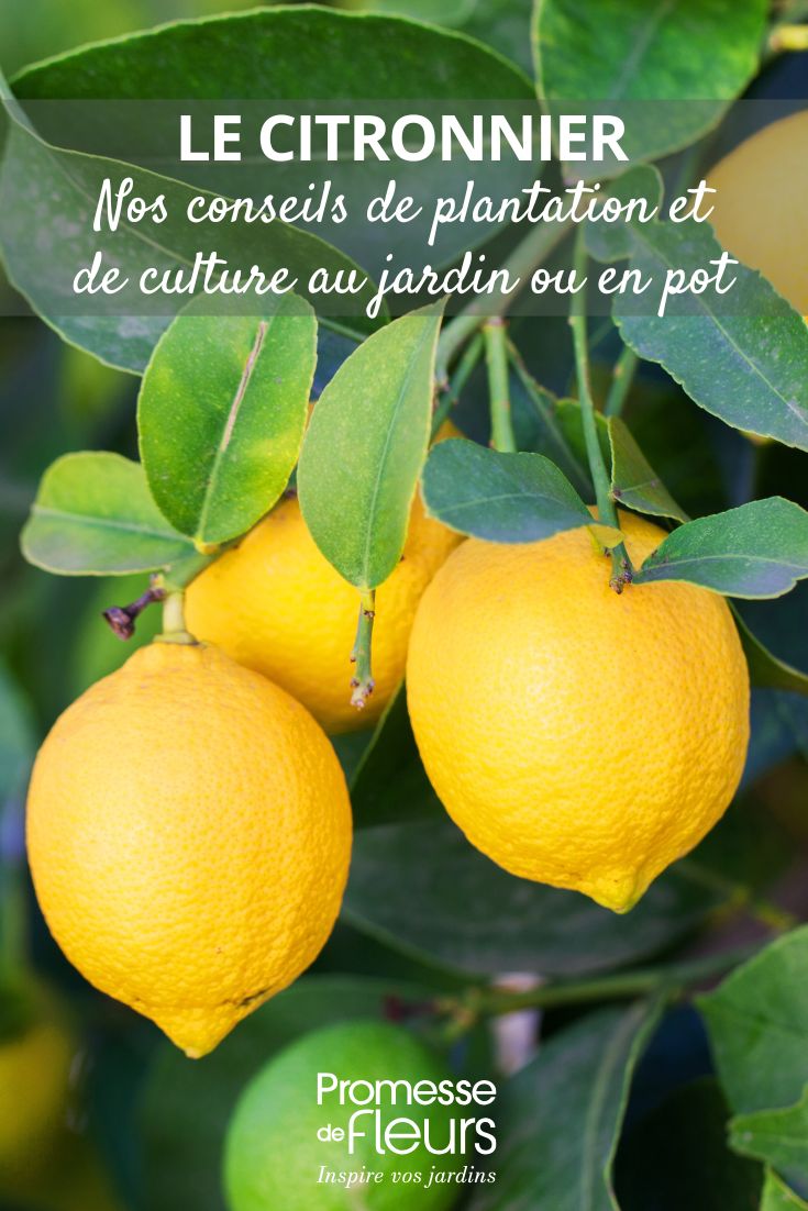 growing lemon trees in the garden or in pots