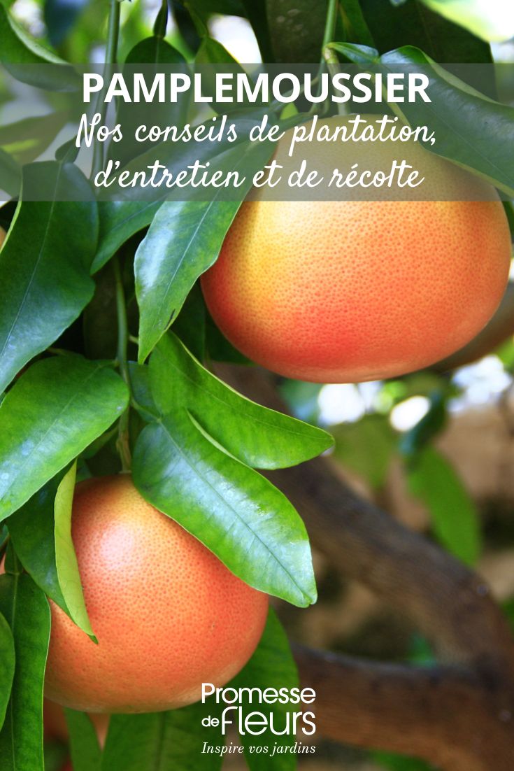 How to grow the grapefruit tree (1) cultivation of grapefruit