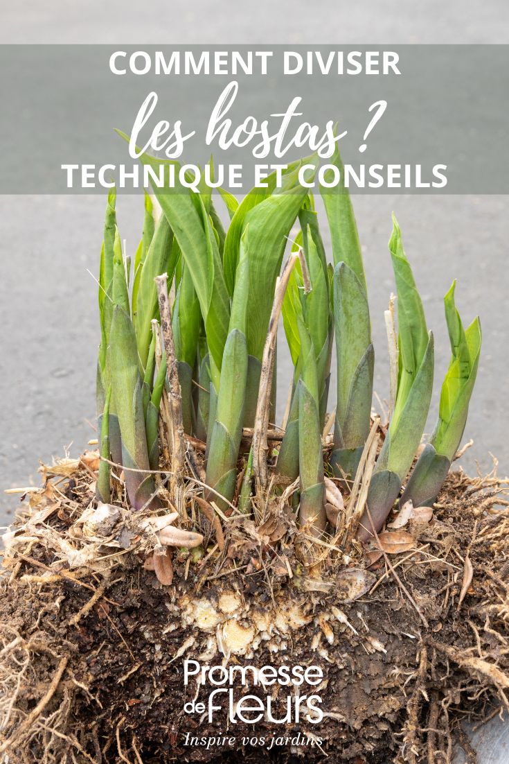 dividing a hosta