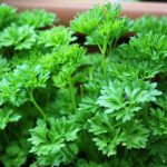 How to sow parsley?