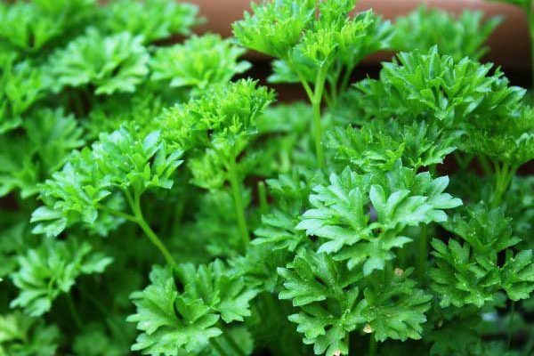 How to sow parsley?