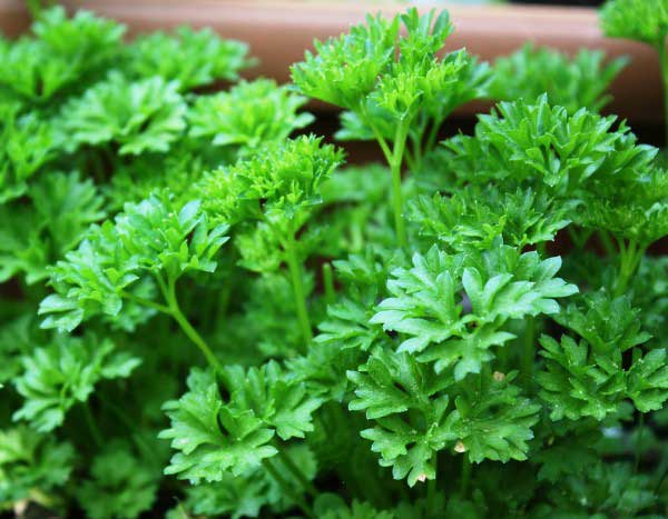 How to sow parsley?