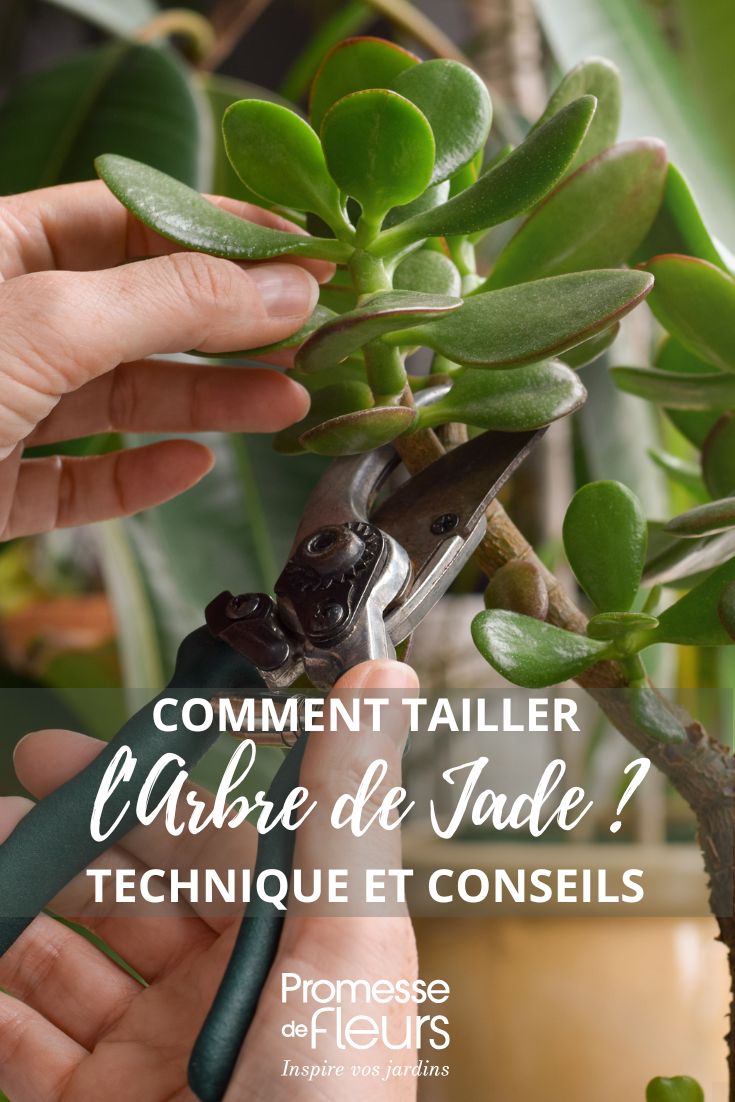 size of the jade tree