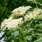 How to prune a elder or *Sambucus* for beautiful flowering