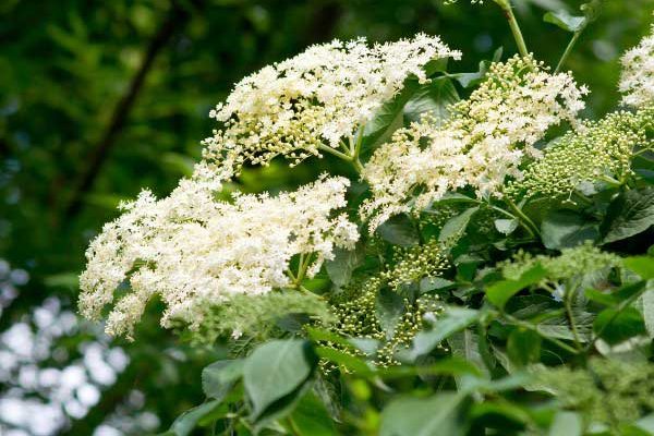 How to prune a elder or *Sambucus* for beautiful flowering