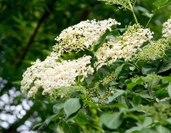 How to prune a Sambucus for beautiful flowering ?