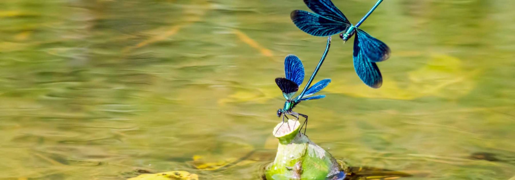 Dragonflies, frogs, birds… install a pond to welcome them!