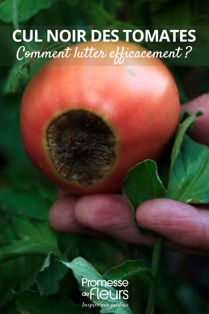 Blossom end rot in tomatoes – how to combat it effectively treating tomato blossom end rot