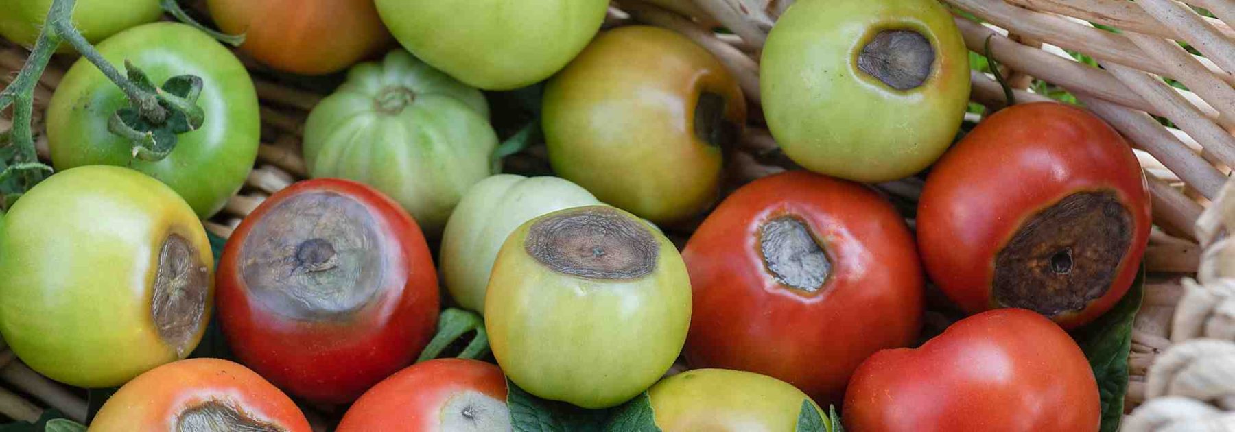 Blossom end rot in tomatoes: how to effectively combat it?
