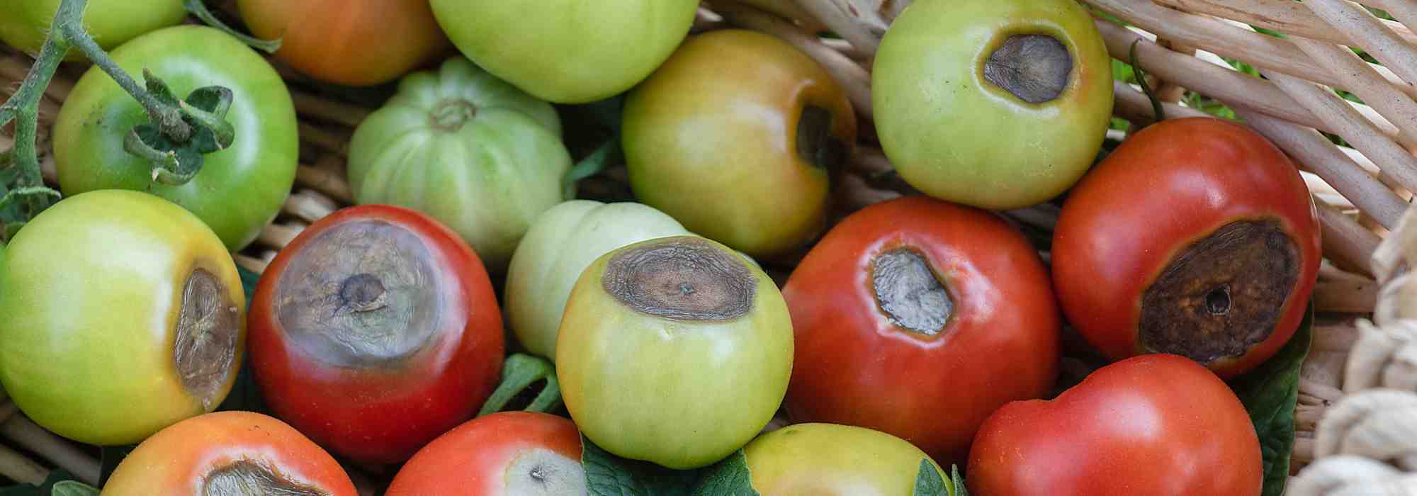 Blossom end rot in tomatoes: how to effectively combat it?