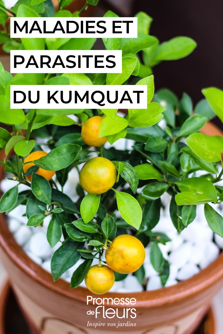 Kumquat – Most Common Diseases and Pests # How to Care for a Kumquat
The kumquat (Fortunella spp.) is a delightful citrus tree that produces small, oval fruits with sweet skin and tart flesh. Here's how to care for your kumquat plant:
## Light Requirements
Kumquats thrive in <strong>full sun</strong>, requiring at least 6-8 hours of direct sunlight daily. In cooler climates, they do well as container plants that can be moved indoors during winter.
## Watering
Water regularly but allow the soil to dry slightly between waterings. Avoid waterlogging as kumquats are susceptible to root rot. Reduce watering in winter when growth slows.
## Soil
Plant in well-draining, slightly acidic soil (pH 5.5-6.5). For container plants, use a quality citrus compost mix.
## Feeding
Feed with a <strong>citrus-specific fertiliser</strong> during the growing season (spring to autumn). Reduce feeding in winter.
## Pruning
Prune lightly after fruiting to maintain shape and remove dead or crossing branches. Kumquats fruit on old wood, so avoid heavy pruning.
## Winter Care
In cooler regions (below -5°C), protect plants with horticultural fleece or move containers to a frost-free location like a greenhouse or conservatory.
## Pests and Diseases
Watch for common citrus pests like scale insects, aphids and spider mites. Treat with organic insecticidal soap if needed.
With proper care, your kumquat will reward you with fragrant white flowers and abundant fruit that can be eaten whole or used in marmalades and desserts.