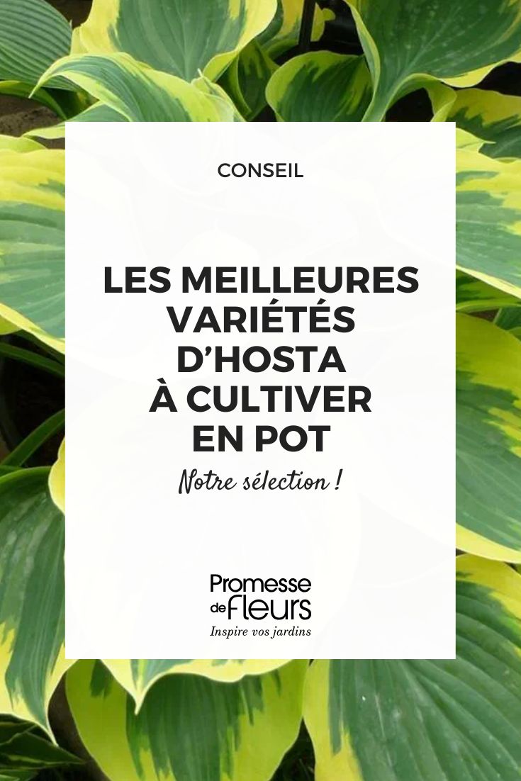 The Best Hosta Varieties to Grow in Pots Hosta 'Liberty'