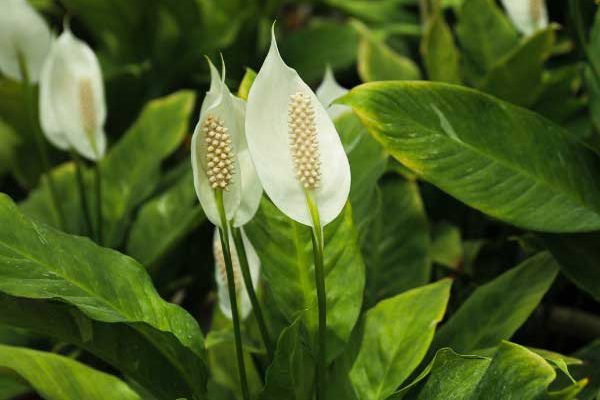 How to propagate Spathiphyllum?