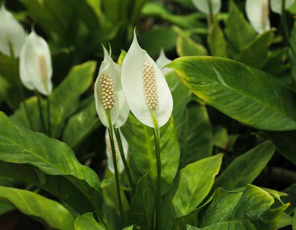How to propagate Spathiphyllum?