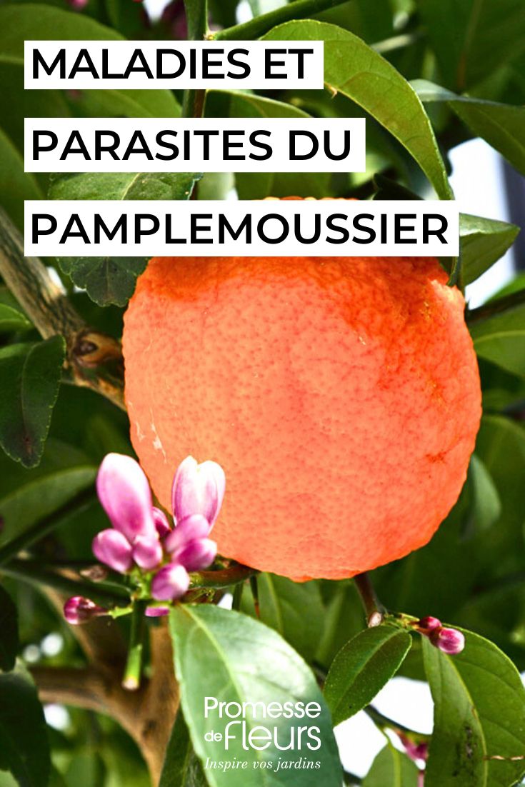 Grapefruit Tree: What Are the Common Diseases and Pests photo of a pummelo tree with a close-up of the fruit
