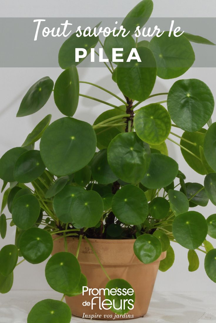 Pilea: Growing and Caring for Your Plant all about the pilea