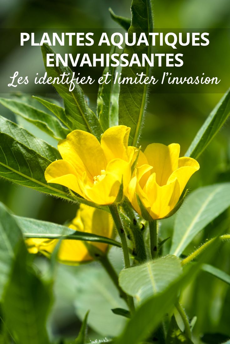 Invasive aquatic plants: how to identify and control their spread water primrose (Ludwigia grandiflora)