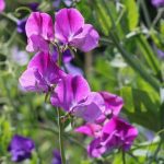 How can I extend the flowering of sweet peas throughout the summer?