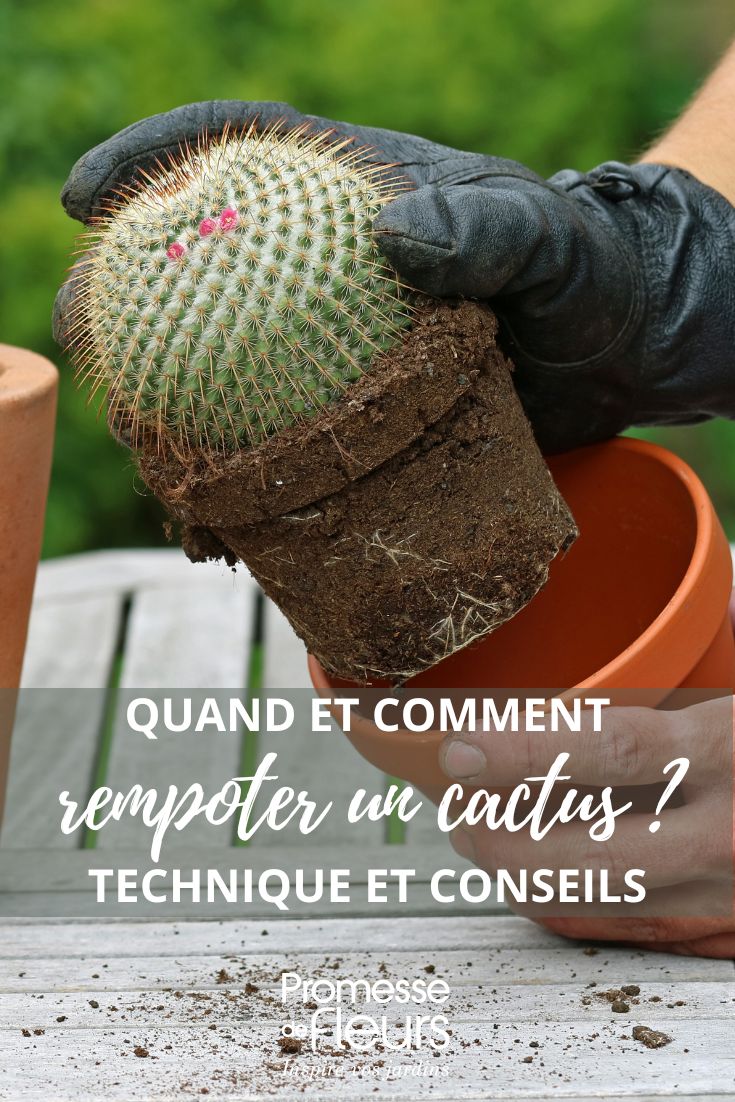 repotting a cactus