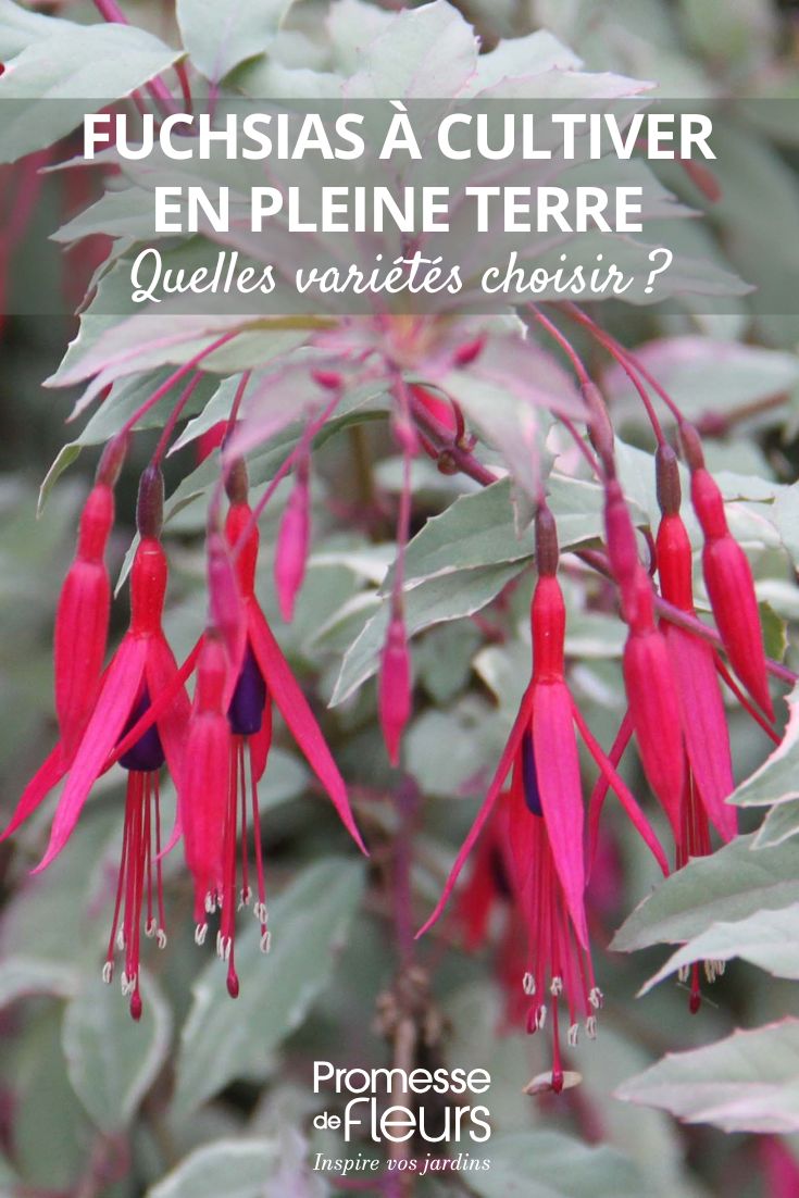 Which fuchsias to choose for outdoor cultivation Flowers and foliage of Fuchsia magellanica 'Versicolor'