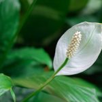 Moon flower, *Spathiphyllum*: cultivate, maintain