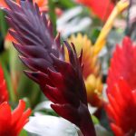 Vriesea: cultivation, flowering and care of this plant