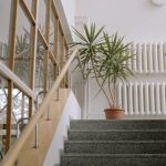 A yucca touching the ceiling? Here’s how to prune it and restore its stately appearance!