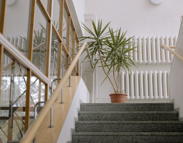 A yucca touching the ceiling? Here’s how to prune it and restore its stately appearance!