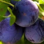 Heritage and local varieties of plum trees: a sustainable and flavoursome choice