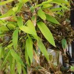 My bamboo is flowering: why? What should I do?