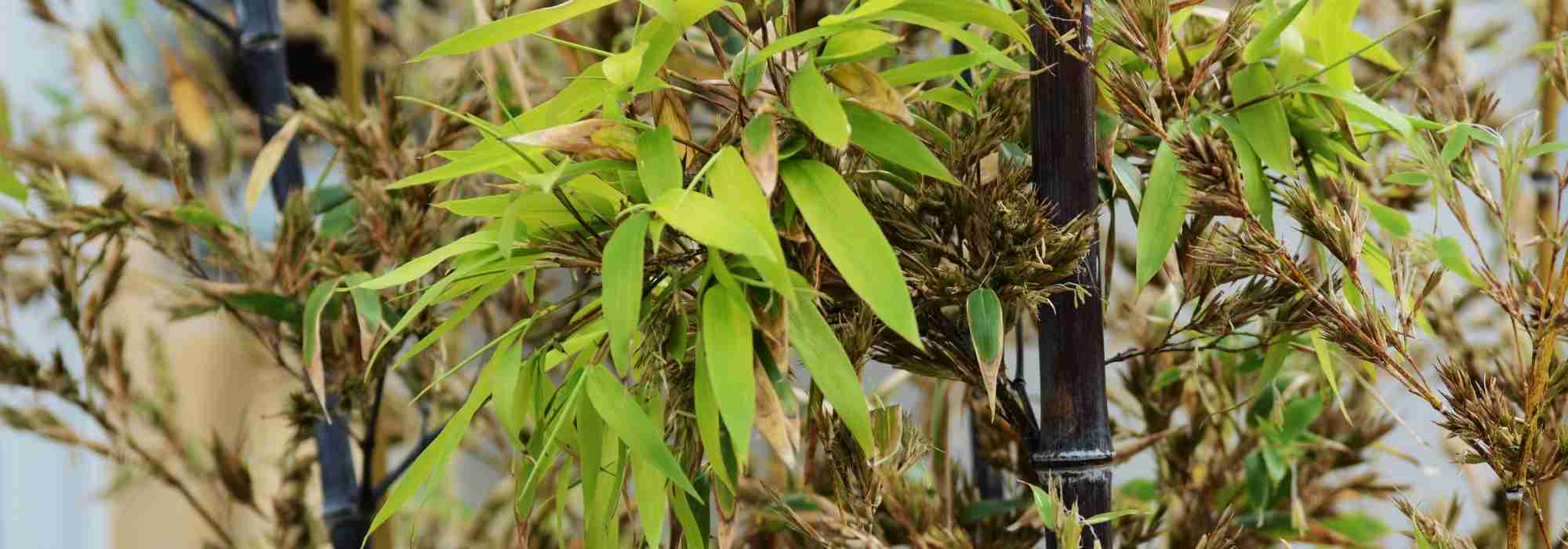 My bamboo is flowering: why? What should I do?